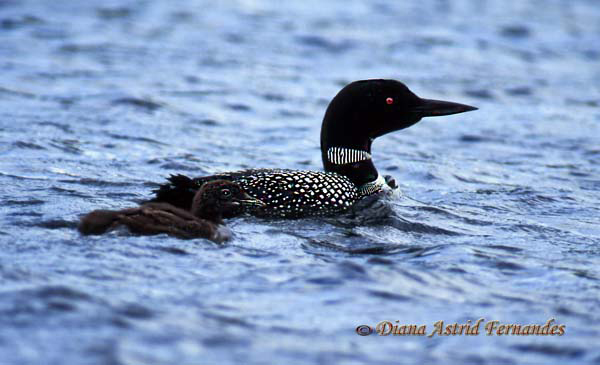 Common-Loon-with-Chick,-Ontario